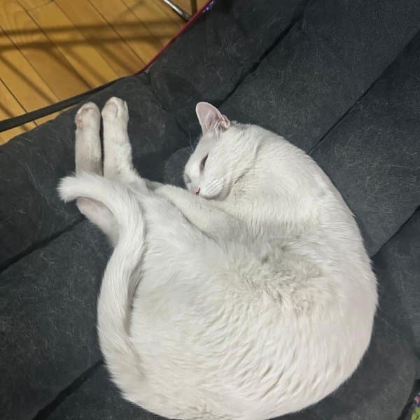 Bebe