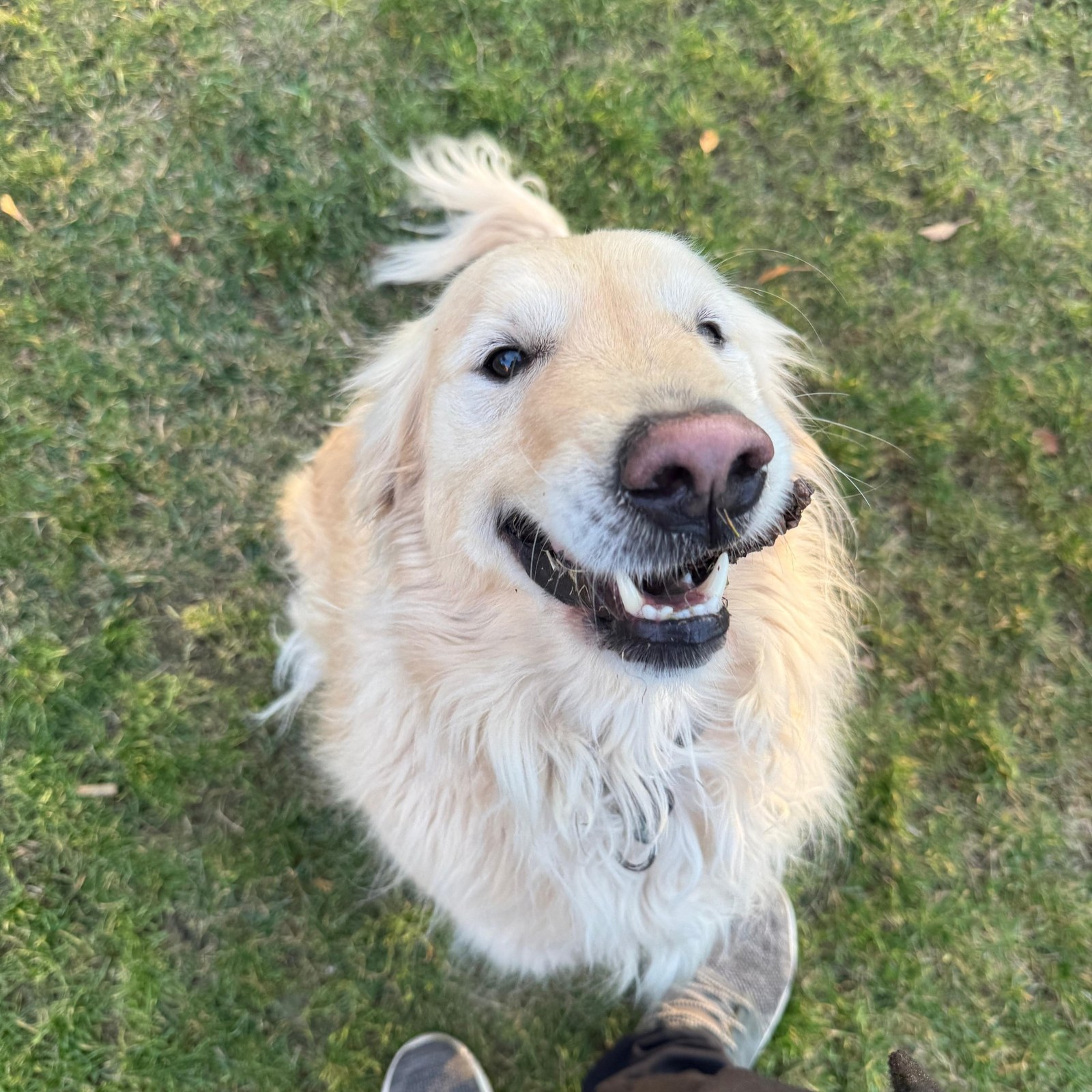 How Sky Became Resident #000001: The Dog Who Started the Wall